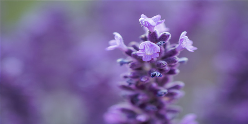 男命八字无财星看妻子(八字身强无财星的男人)