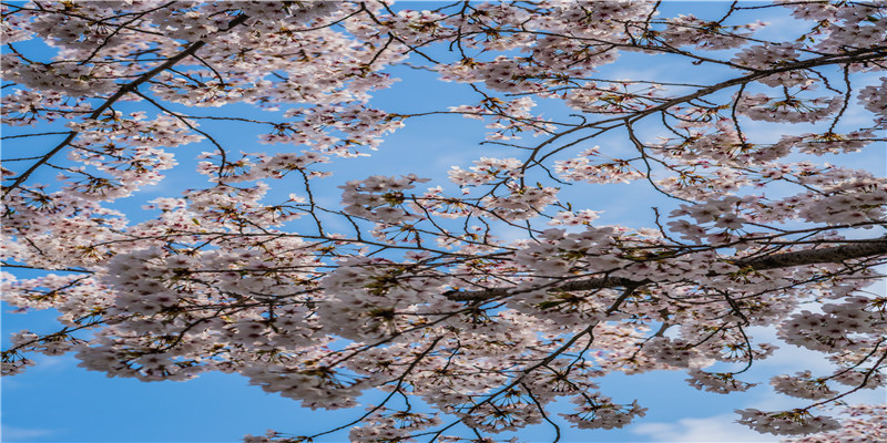 注册商标名字查询(商标查询网官网查询系统)