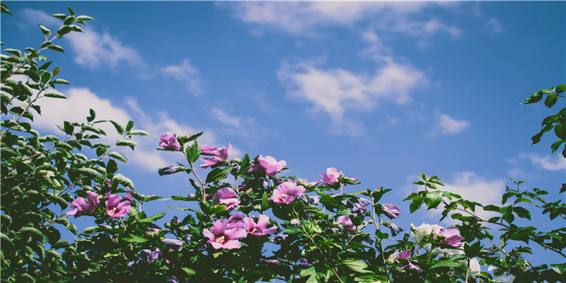 孕妇梦见打苍蝇 (孕妇梦见打苍蝇是什么意思)