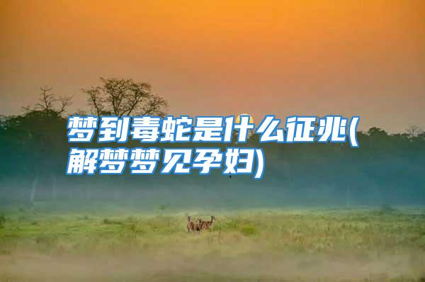 梦到毒蛇是什么征兆(解梦梦见孕妇)