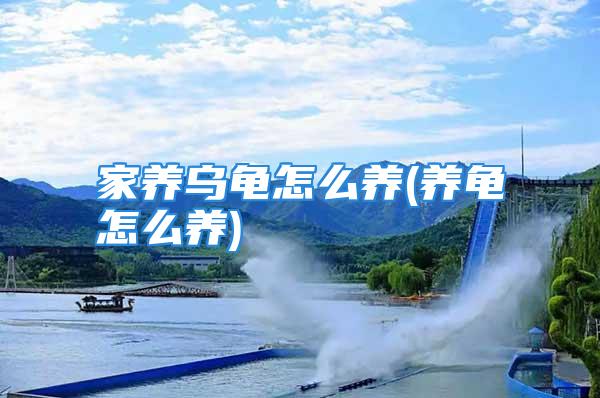 家养乌龟怎么养(养龟怎么养)