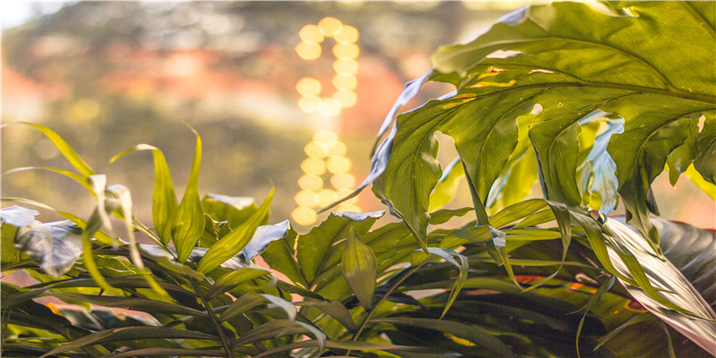 晚上梦见吃面什么预兆 (梦见吃面是怎么回事)