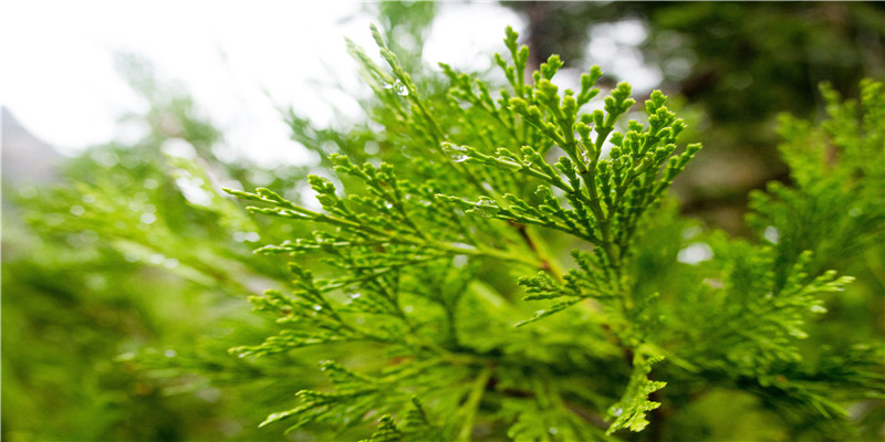 梦到参加发小婚礼 (梦到发小准备结婚)