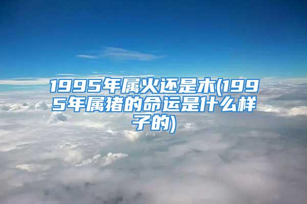 1995年属火还是木(1995年属猪的命运是什么样子的)