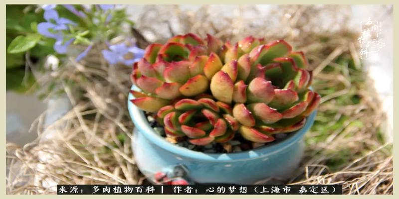 八字去分半打一数字(包邮区多肉的夏天)