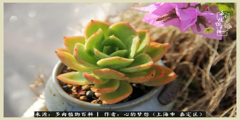 八字去分半打一数字(包邮区多肉的夏天)