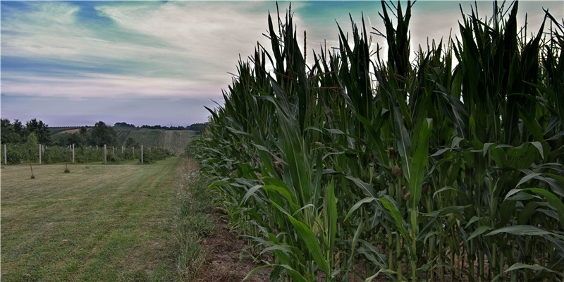 嫁当官的女人八字 (啥样的女人能嫁当官的)