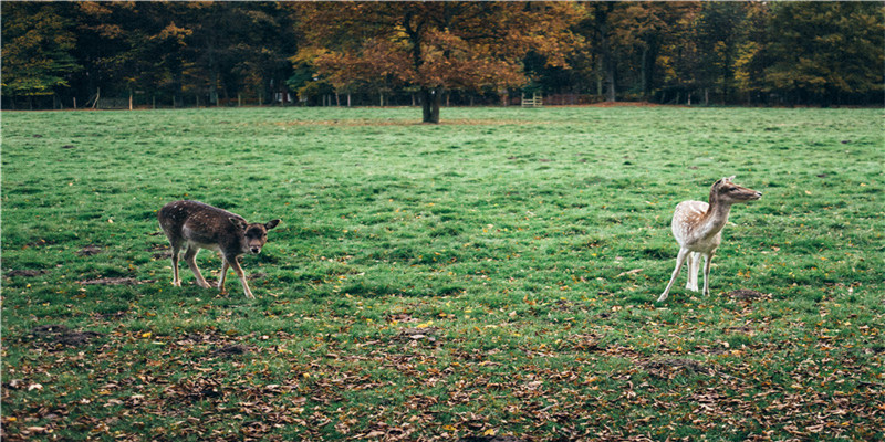 什么样的鼻子长的好(面相风水嘴唇代表什么)