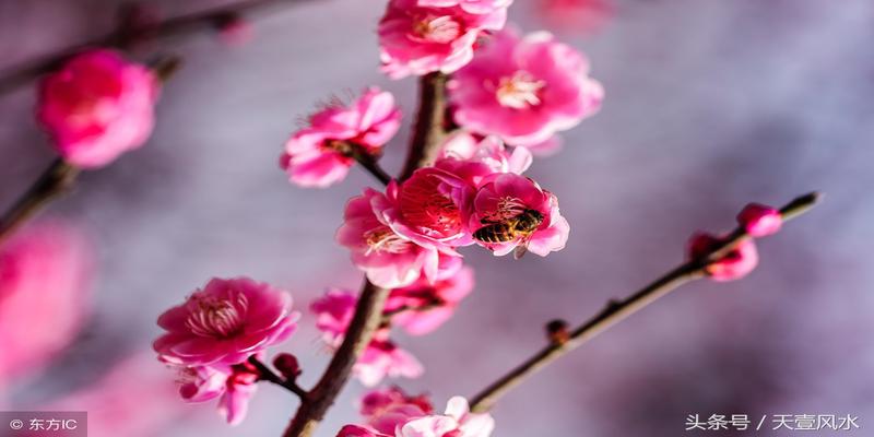 梅花易数占失物口诀(梅花预测体用总诀)