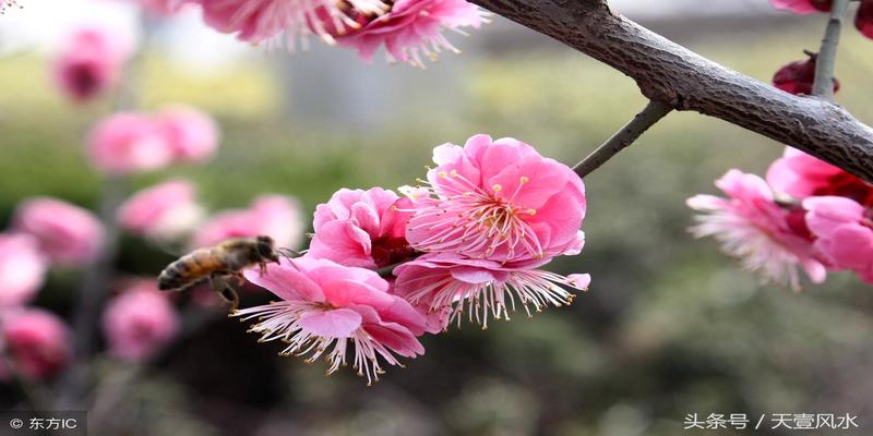 梅花易数占失物口诀(梅花预测体用总诀)