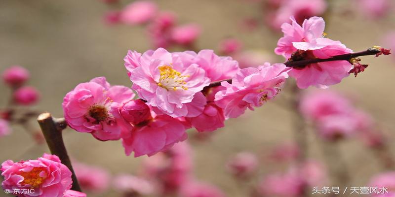 梅花易数水地比(梅花预测体用总诀)