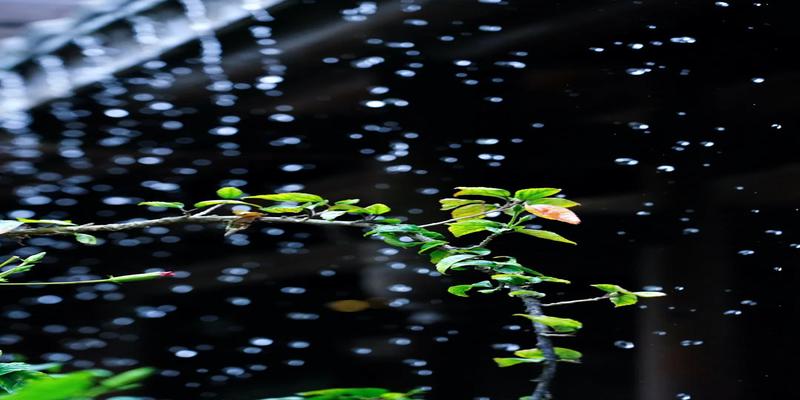 免费算卦子女缘(雨水丨如雨如水)