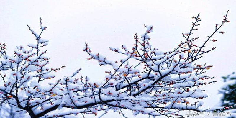 梅花易数全集(占卜基础之梅花易数)