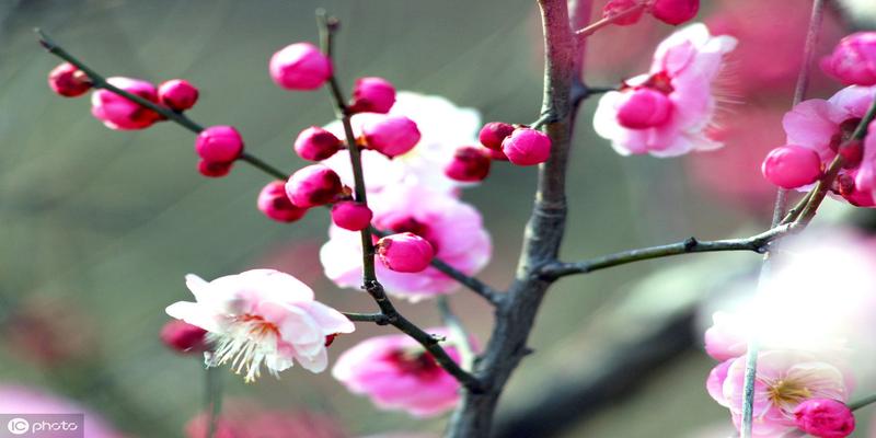 梅花易数八卦五行所属(梅花易数概述)