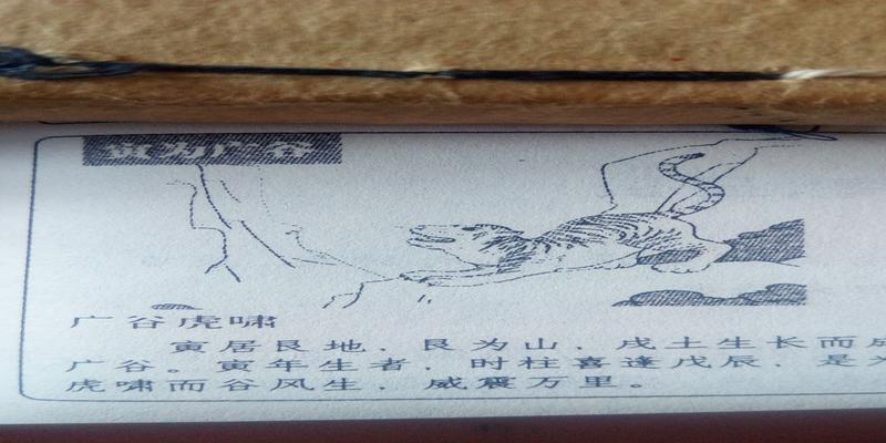 梅花易数怎么入门(神奇的梅花易数)