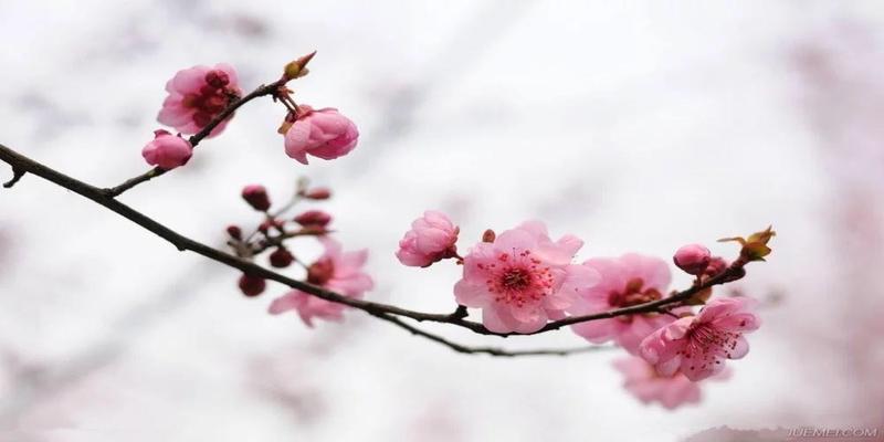 梅花易数怎么排卦(占卜神算梅花易数起卦方法简单易学)