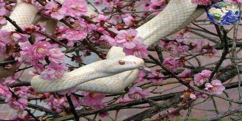 梅花易数怎么测年龄(山东的仙家文化)