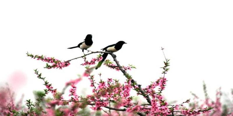 梅花易数手动免费算命(梅花易数入门占卜的三个原则)