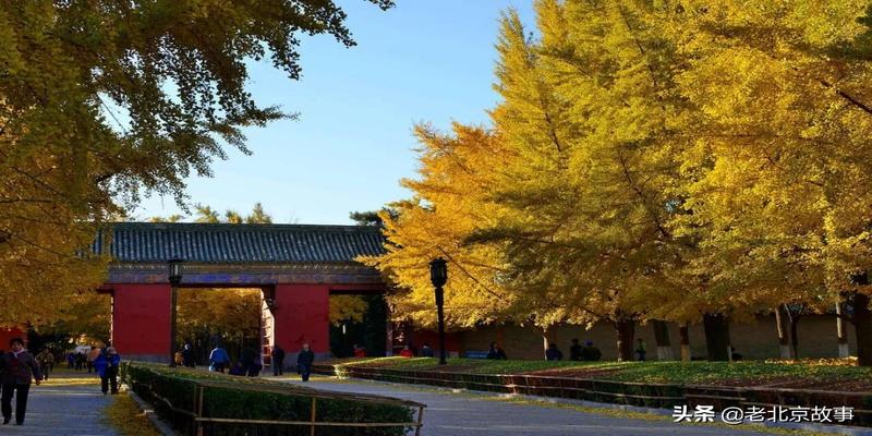 潭柘寺有算卦的吗(2019北京最强赏叶攻略)