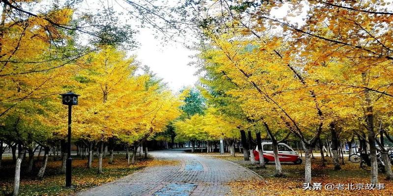 潭柘寺有算卦的吗(2019北京最强赏叶攻略)