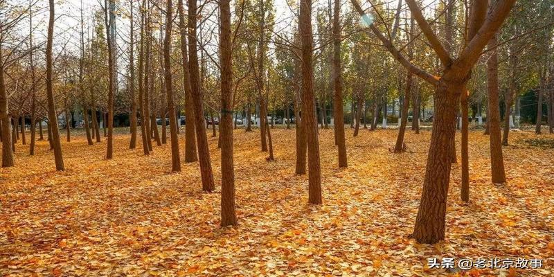 潭柘寺有算卦的吗(2019北京最强赏叶攻略)