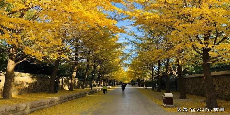 潭柘寺有算卦的吗(2019北京最强赏叶攻略)