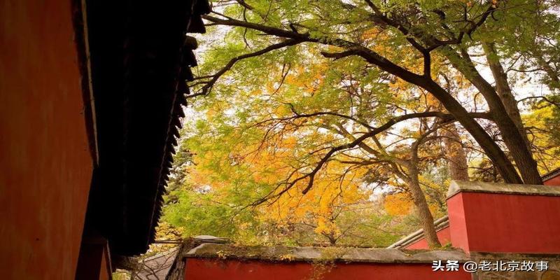 潭柘寺有算卦的吗(2019北京最强赏叶攻略)