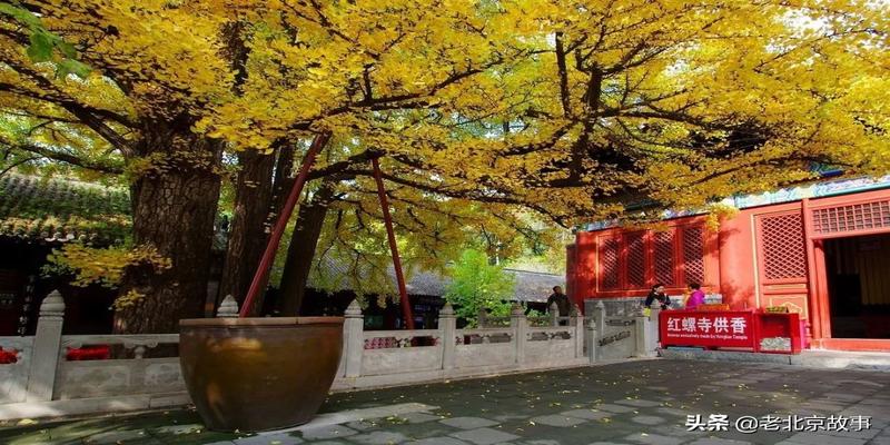 潭柘寺有算卦的吗(2019北京最强赏叶攻略)