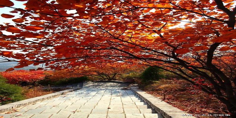 潭柘寺有算卦的吗(2019北京最强赏叶攻略)