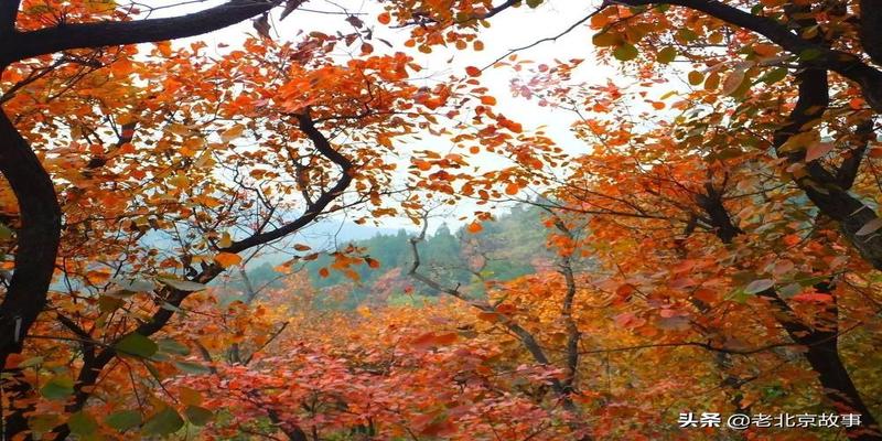 潭柘寺有算卦的吗(2019北京最强赏叶攻略)