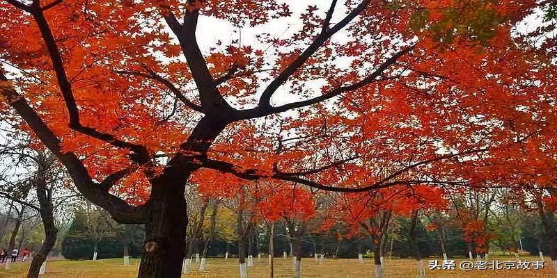 潭柘寺有算卦的吗(2019北京最强赏叶攻略)