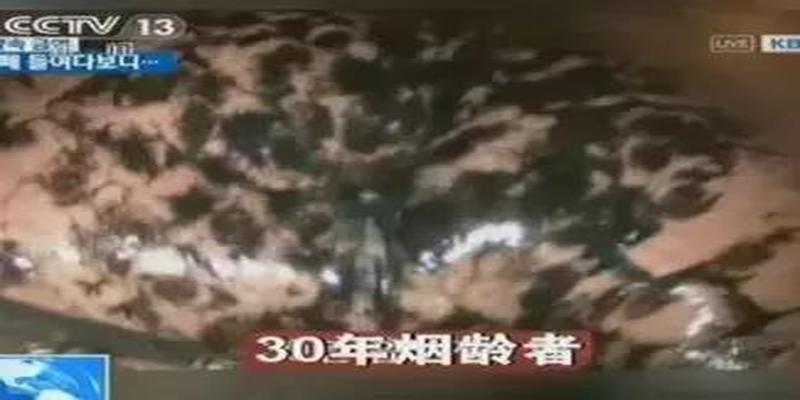 牦子算卦是什么生肖(一个人到底能活多久)