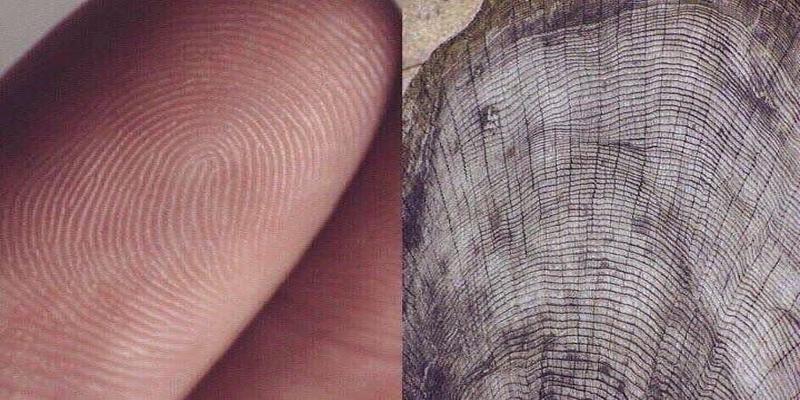 狗狗丢了算卦方法找回(算命和星座到底准不准)