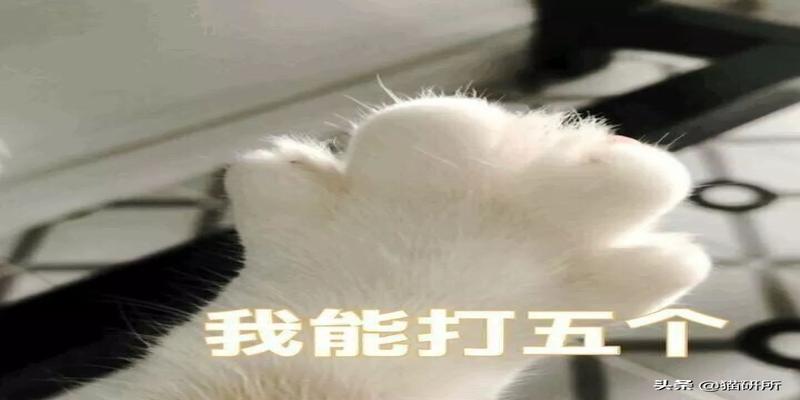 猫丢了怎么算卦(尝不到甜味的猫还会有喵生乐趣吗)