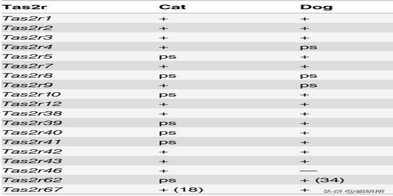 猫丢了怎么算卦(尝不到甜味的猫还会有喵生乐趣吗)