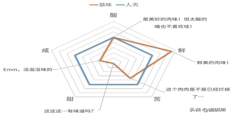 猫丢了怎么算卦(尝不到甜味的猫还会有喵生乐趣吗)