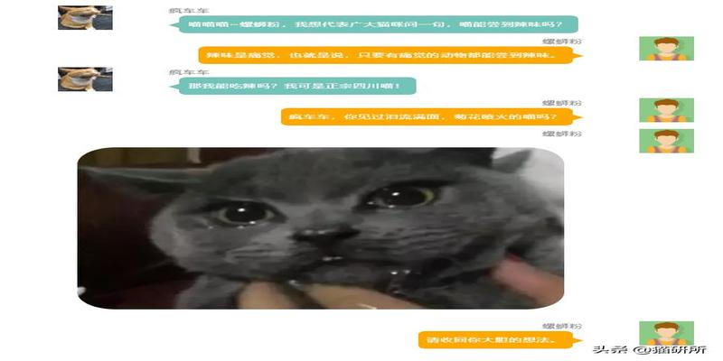 猫丢了怎么算卦(尝不到甜味的猫还会有喵生乐趣吗)