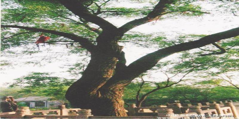 磁县朱庄算卦(菏泽市开发区史话之十八)