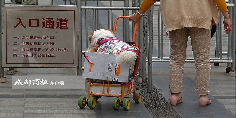 算卦找宠物的靠谱吗(新规“禁止带宠物进公园”市民办到了吗)