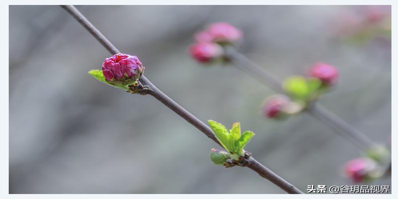 算卦是按立春开始的吗(“春打五九尾”今天是立春)