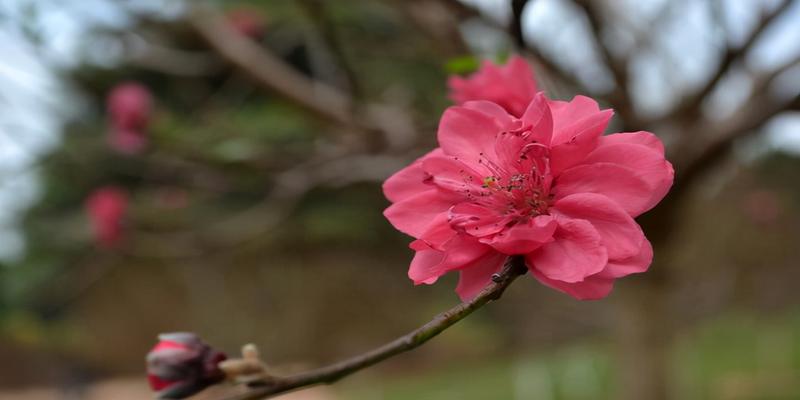 八字带正缘桃花(什么是“桃花运”)