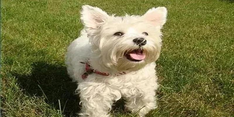 八字喜水的人从事什么行业(了解自己适合养什么宠物)