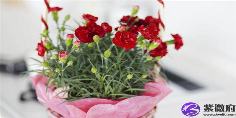 八字桃花通俗详解(八字中的桃花)