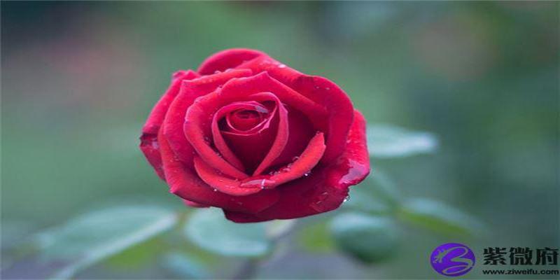 八字桃花通俗详解(八字中的桃花)