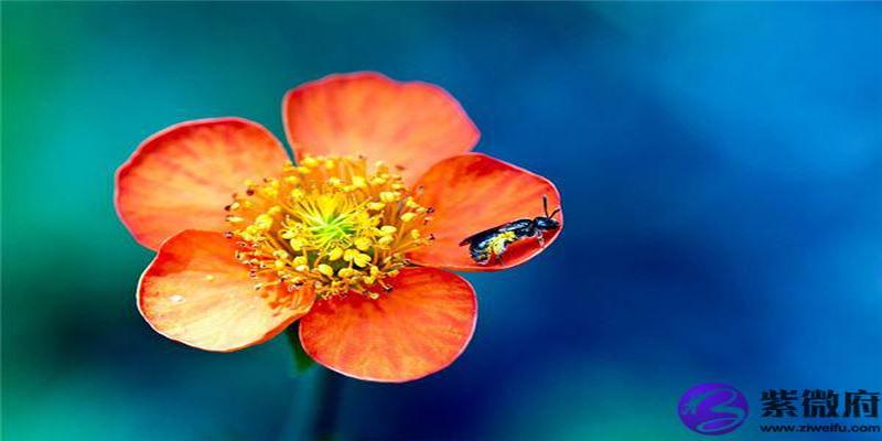 八字桃花通俗详解(八字中的桃花)