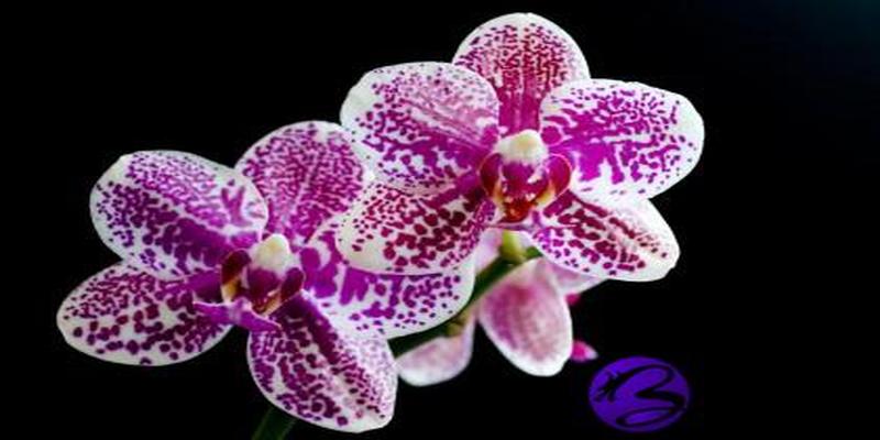 炉中火和松柏木配吗 炉中火和松柏木婚姻如何?