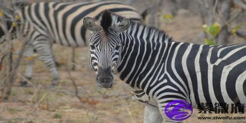 缺木什么颜色(五行缺木种什么植物好)