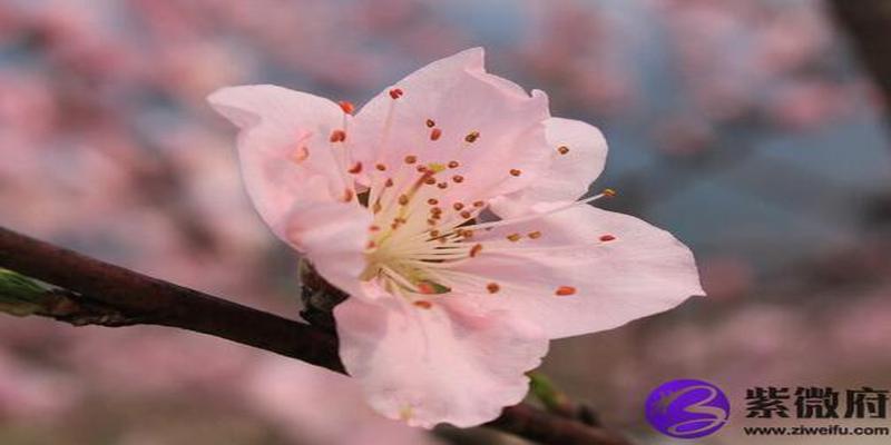 分析什么是桃花运