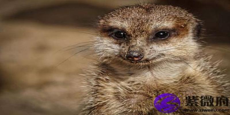 沙中土和炉中火配吗 沙中土和炉中火婚姻如何?