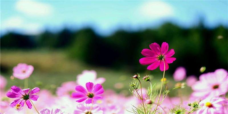 五行缺木的字(五行缺木的字和寓意)